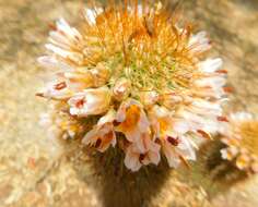 Image of Mammillaria cerralboa (Britton & Rose) Orcutt