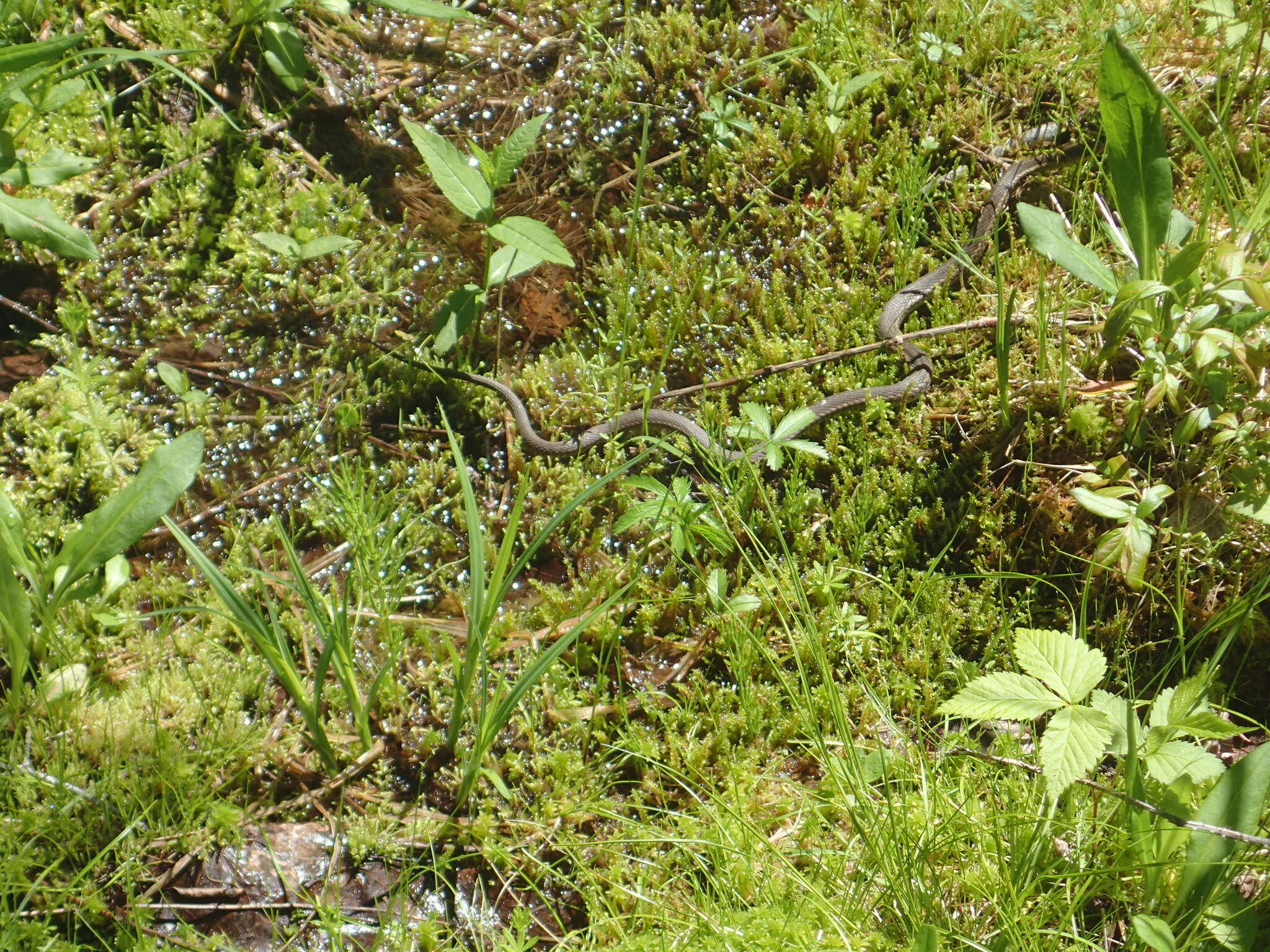 Image of Thamnophis sirtalis pallidulus Allen 1899