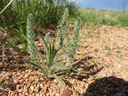 Image of woolly plantain