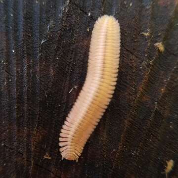 Image of Feather Millipede