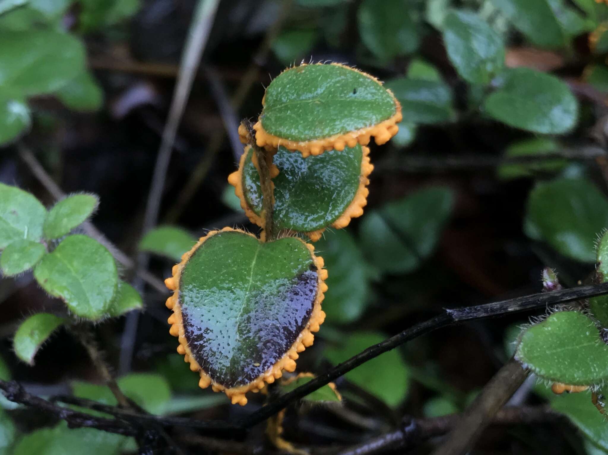 Image of Egg-shell Slime Mould