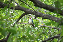 Image of Jambu Fruit Dove