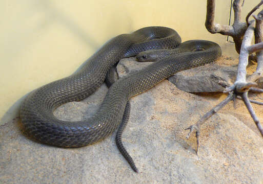 Image of Central Asian Cobra