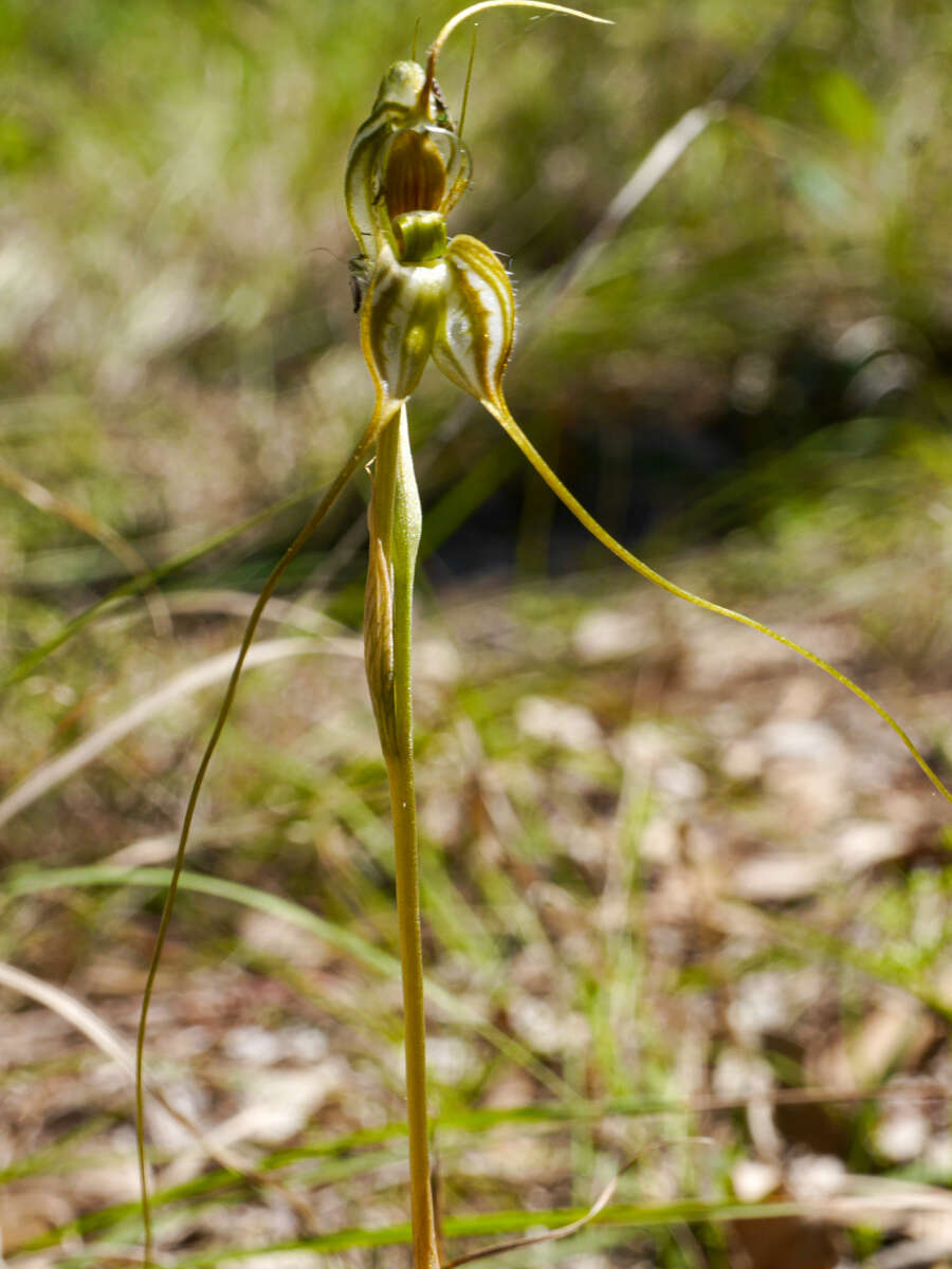 Image of Long-tailed rustyhood