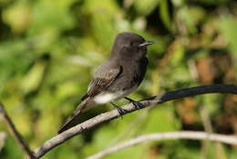 Image of Black Phoebe