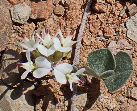 Image of Lotononis pumila Eckl. & Zeyh.