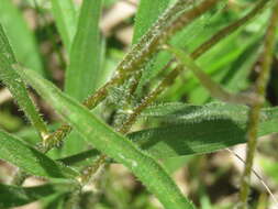 Image of sanguine purple coneflower