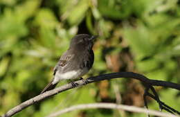 Imagem de Sayornis nigricans (Swainson 1827)