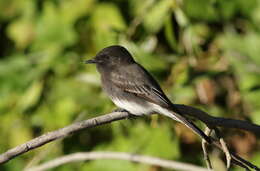 Image of Black Phoebe