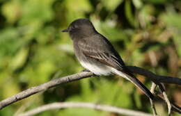 Image of Black Phoebe