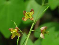 Image of Epimedium alpinum L.