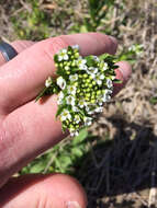Image of field pennycress