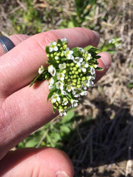 Image of field pennycress