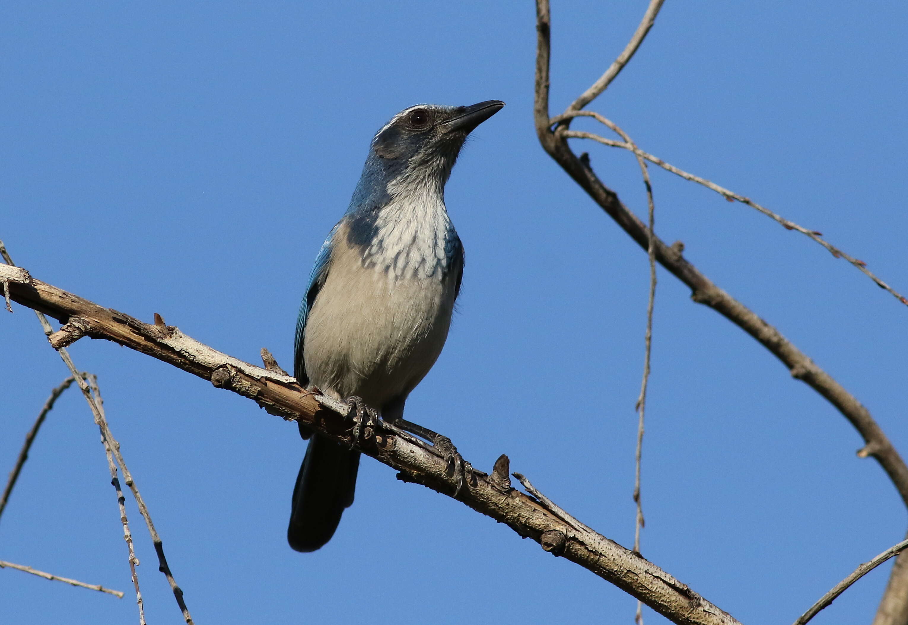 Image of Aphelocoma Cabanis 1851