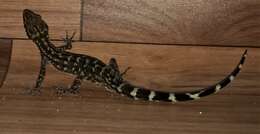 Image of Khasi Hills bent-toed Gecko