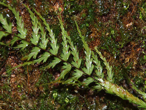 Sivun Asplenium dissectum Sw. kuva