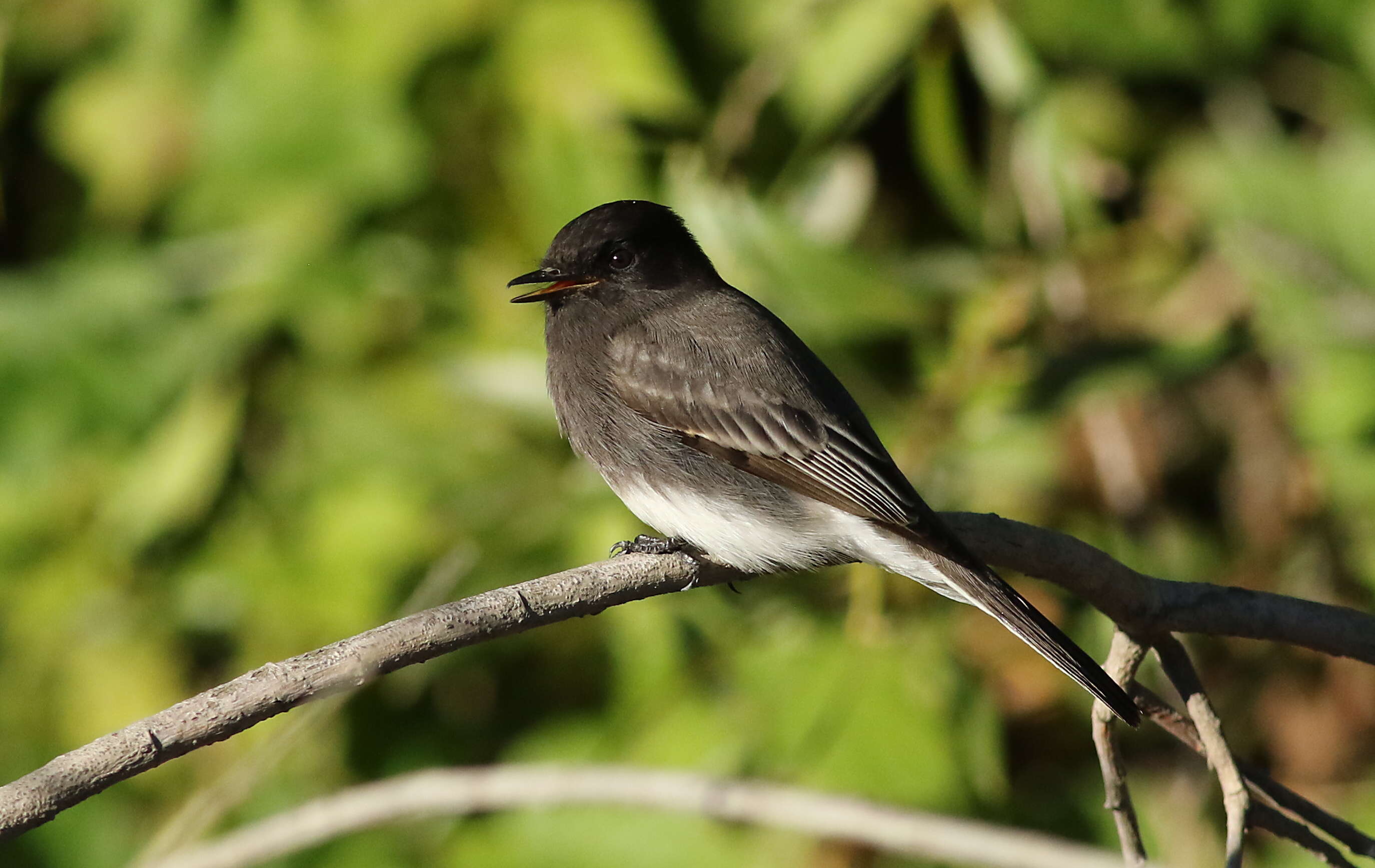 Imagem de Sayornis nigricans (Swainson 1827)