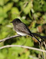 Image of Black Phoebe