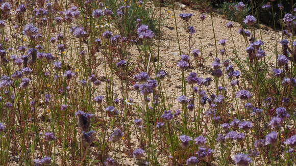 Image of bluehead gilia