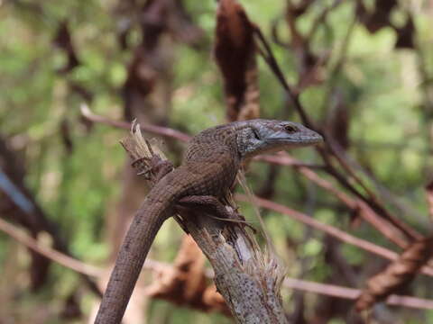 صورة Abronia morenica Clause, Luna-Reyes & Nieto-Montes De Oca 2020