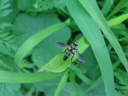 Image of Cylindromyia arator Reinhard 1956