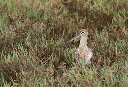 Image of Long-billed Curlew