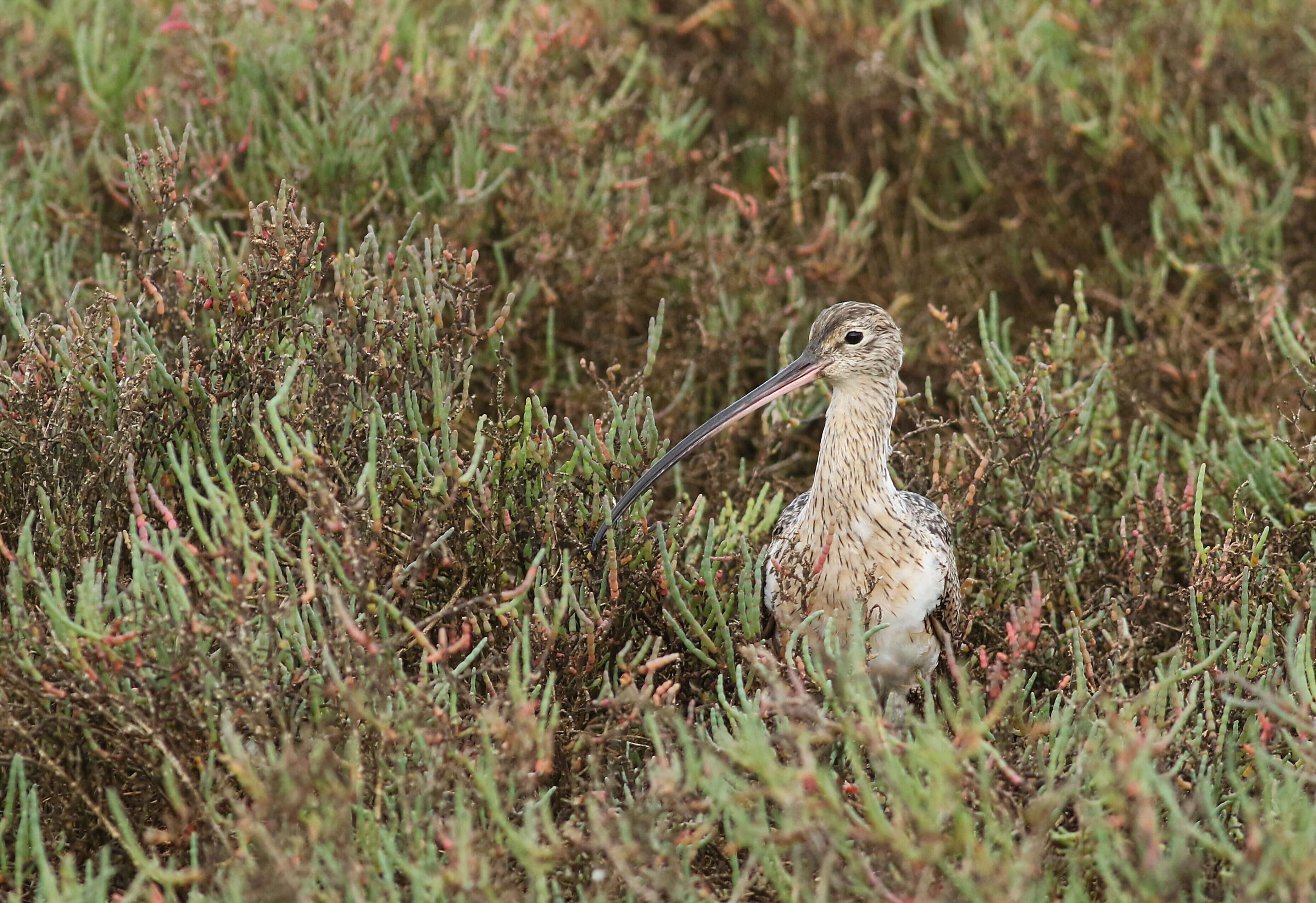 Image of Long-billed Curlew