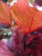 صورة Acalypha wilkesiana Müll. Arg.