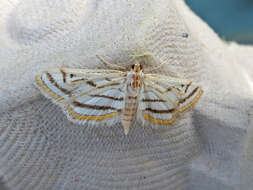 Image of Chestnut-marked Pondweed Moth