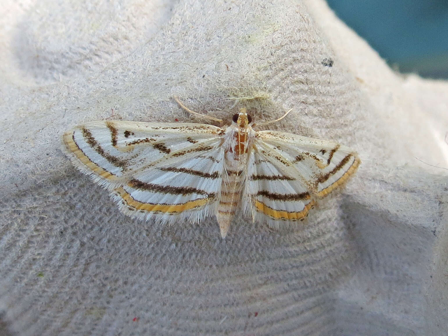 Image of Chestnut-marked Pondweed Moth