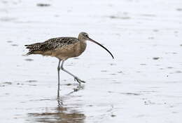 Image of Long-billed Curlew