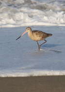 Image of Marbled Godwit