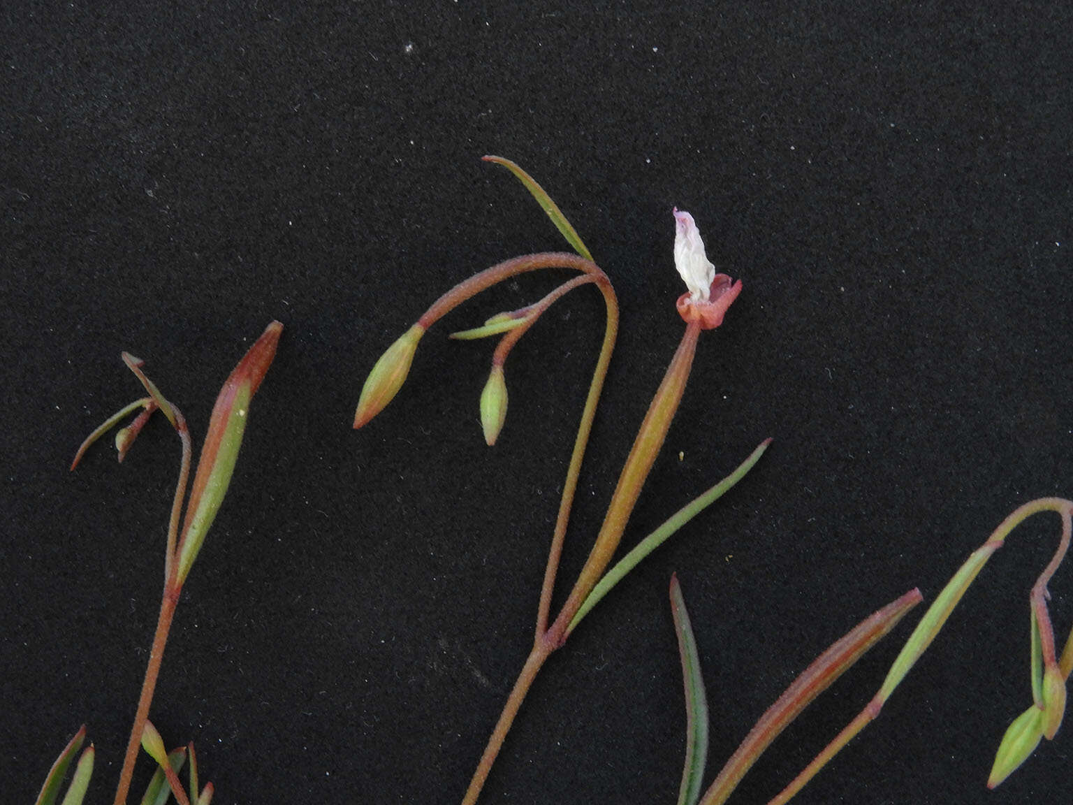 Image of canyon clarkia