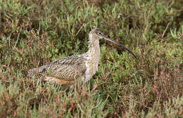 Image of Long-billed Curlew