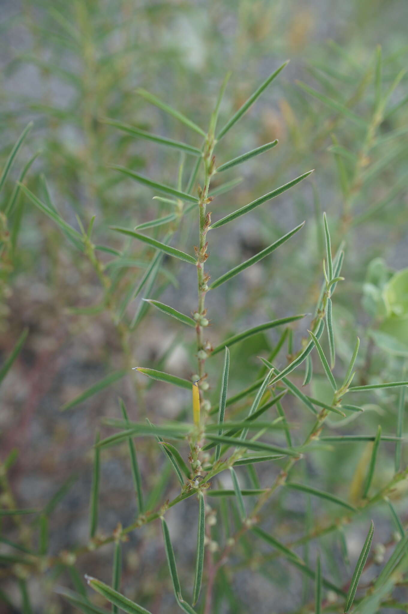 Image of Indigofera linifolia (L. fil.) Retz.