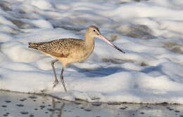 Image of Marbled Godwit