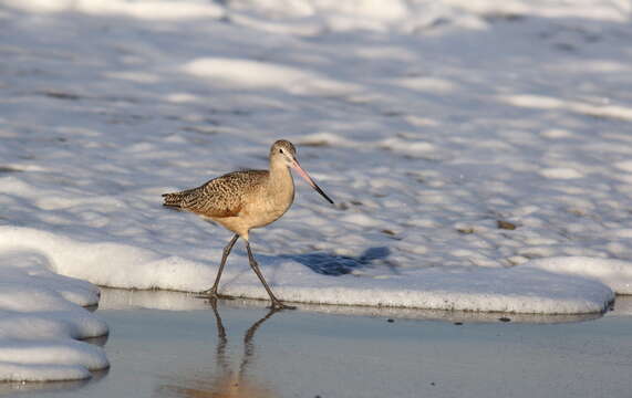 Image of Marbled Godwit