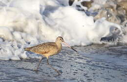 Image of Marbled Godwit