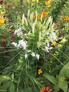 Image of Cleome guaranitica (Chod. & Hassl.) Briquet