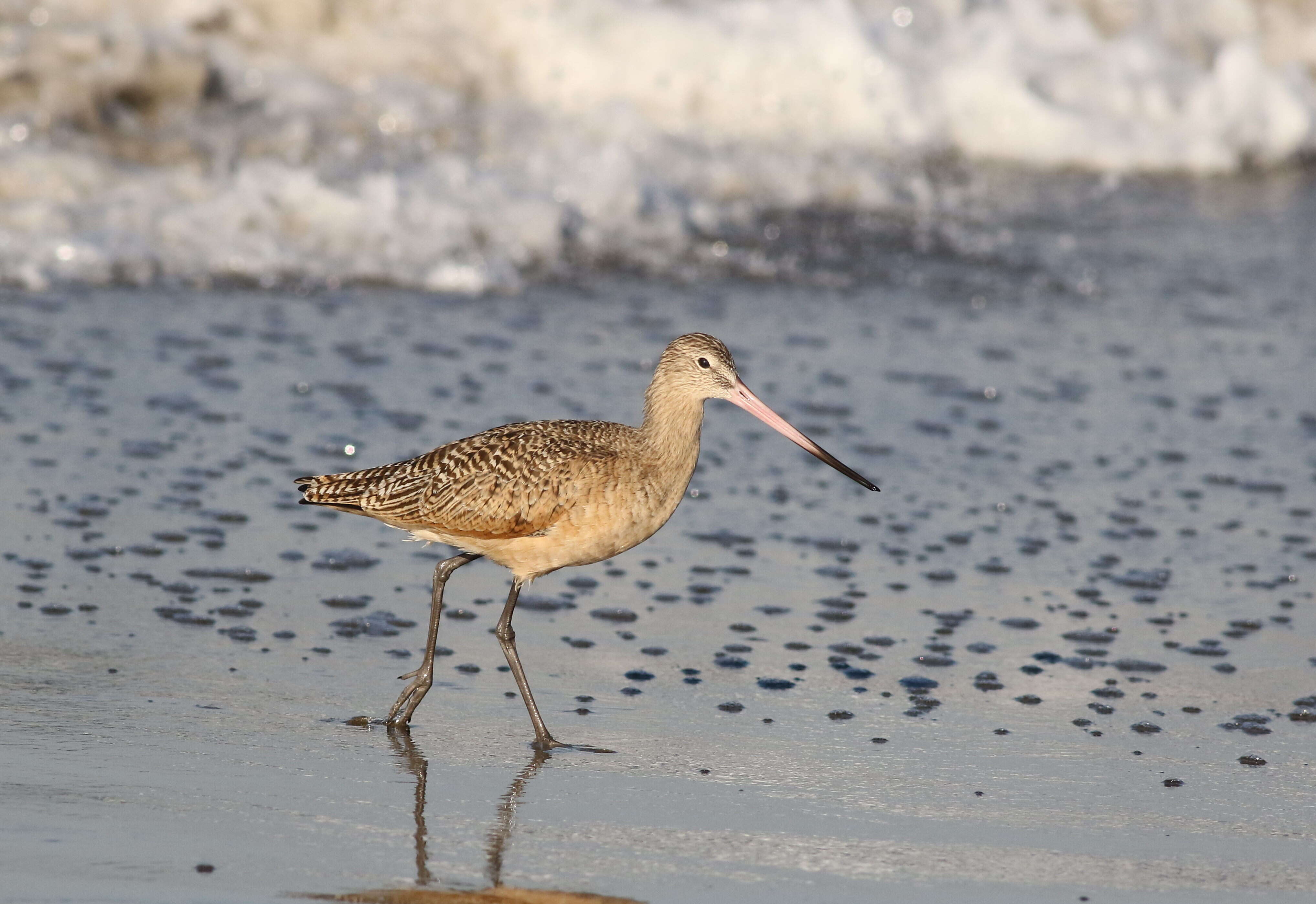 Image of Marbled Godwit