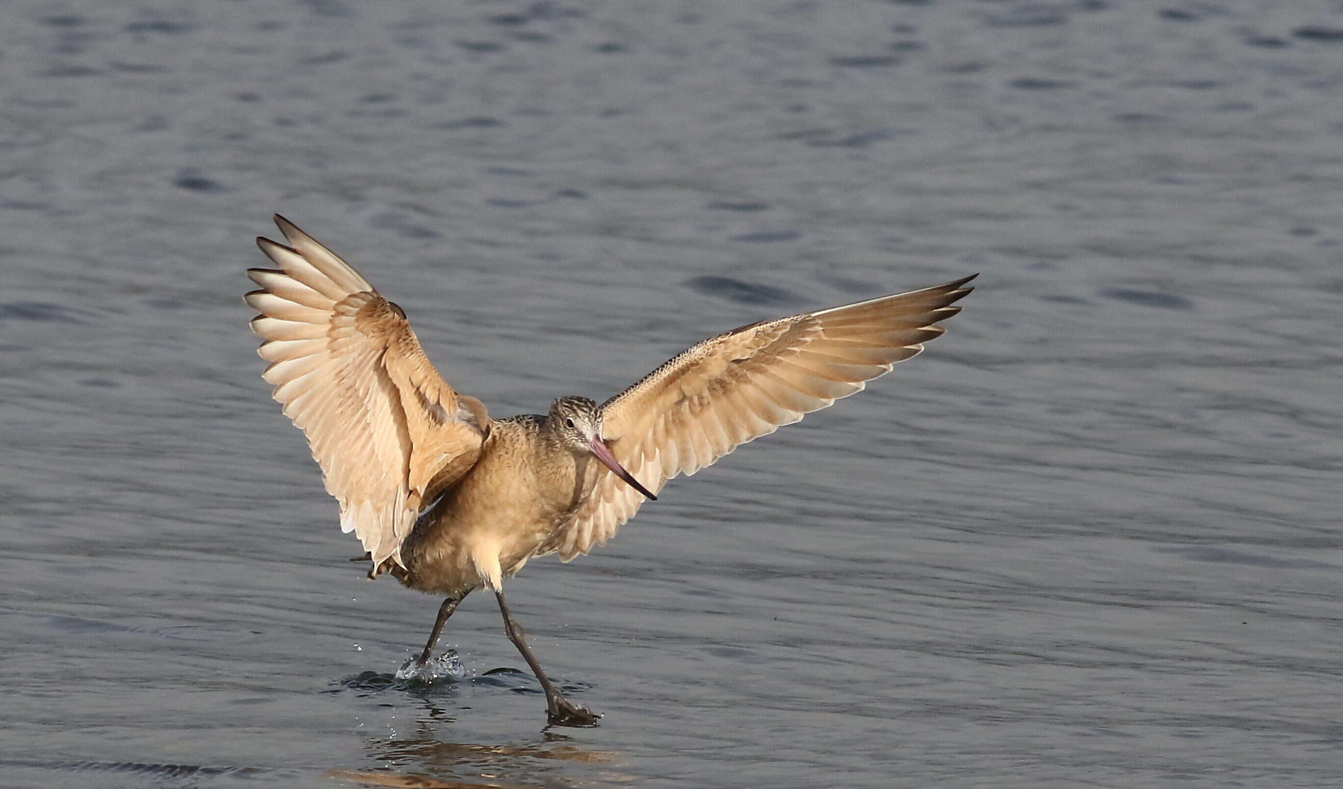 Image of Marbled Godwit