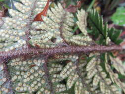 Image de Polystichum wawranum (Szyszyl.) Perrie