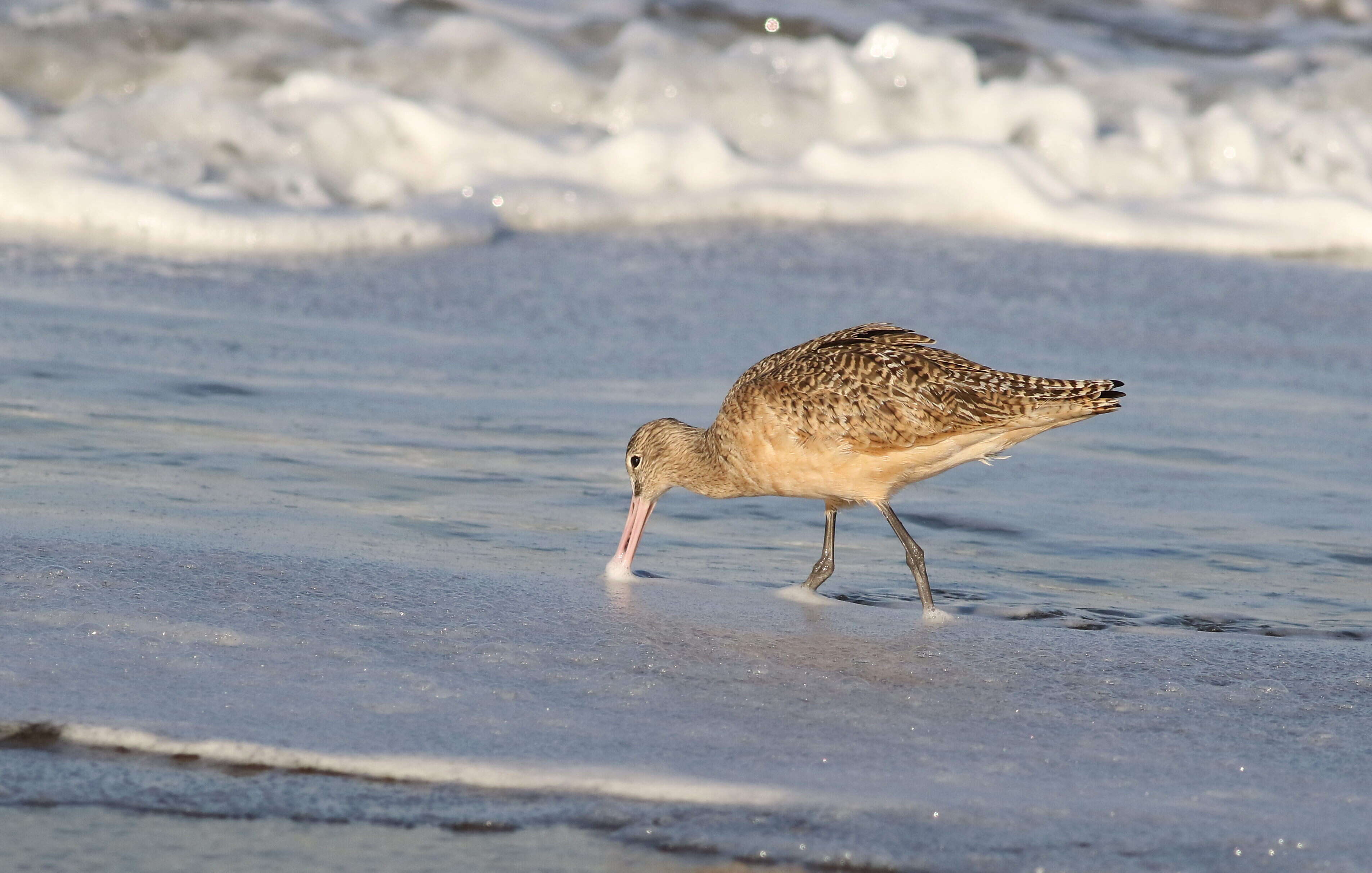 Image of Marbled Godwit