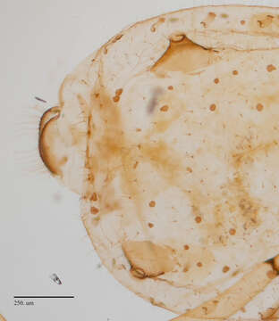 Слика од Cinara (Cinara) edulis (Wilson & H. F. 1919)