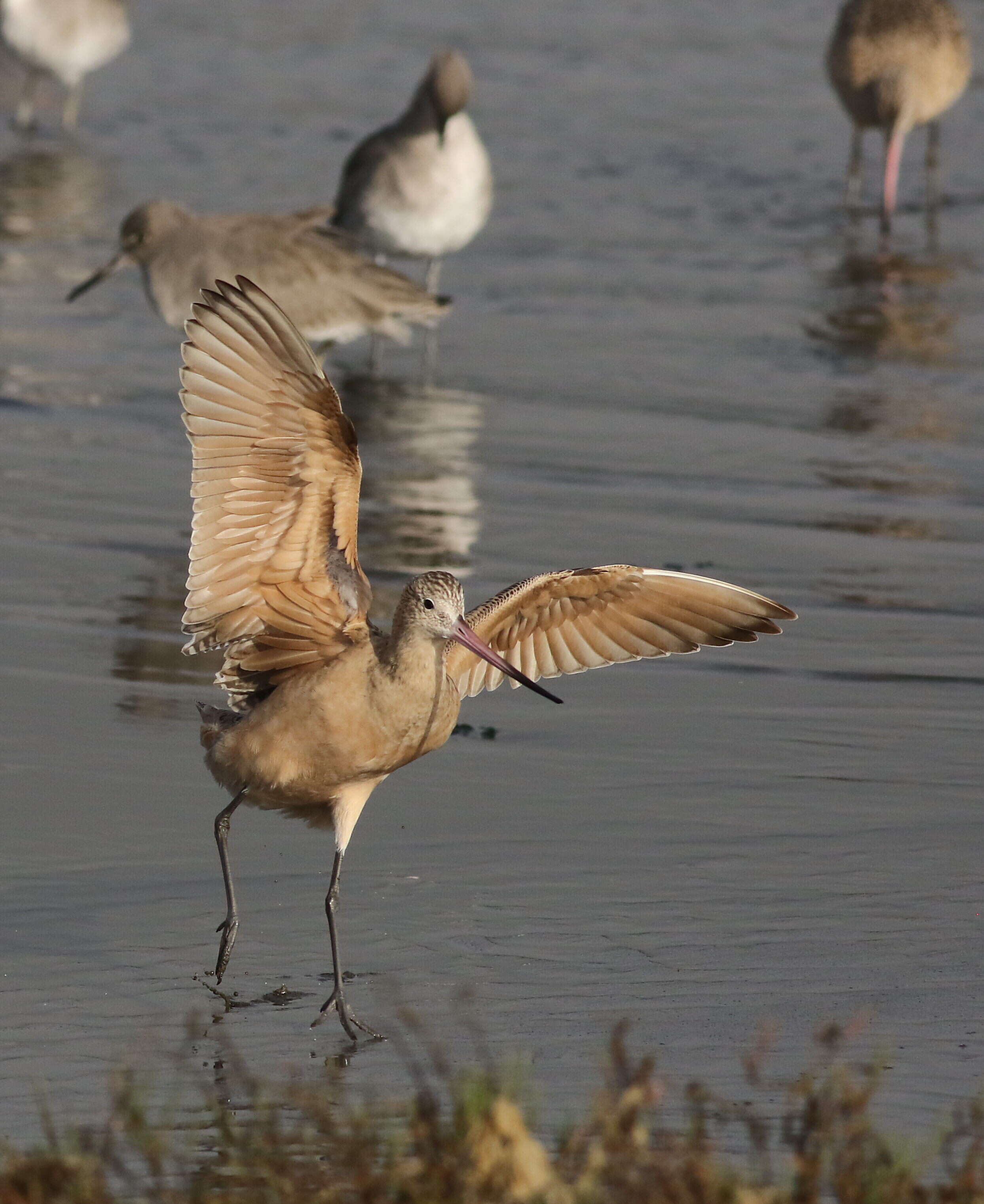 Image of Marbled Godwit