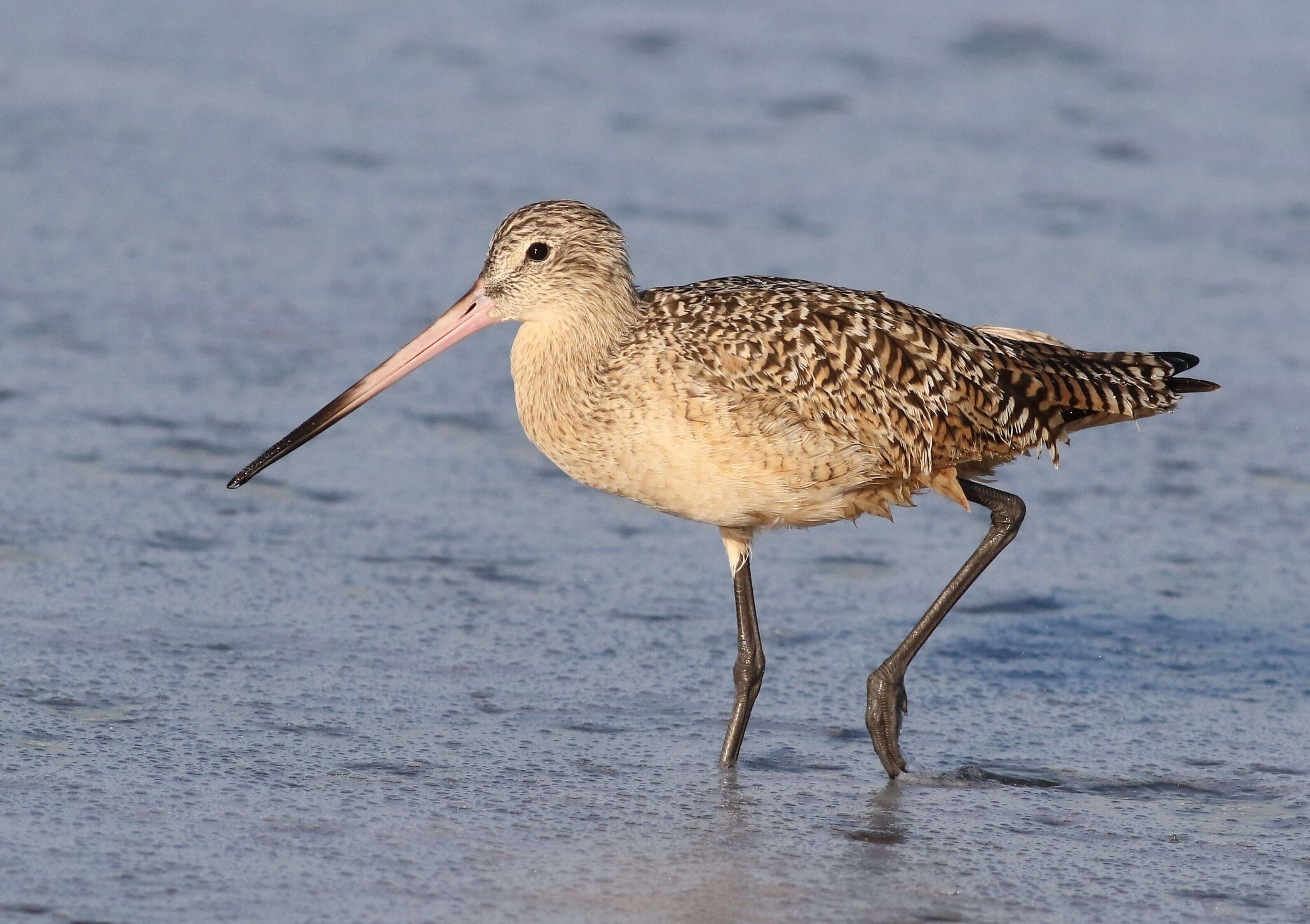 Image of Marbled Godwit