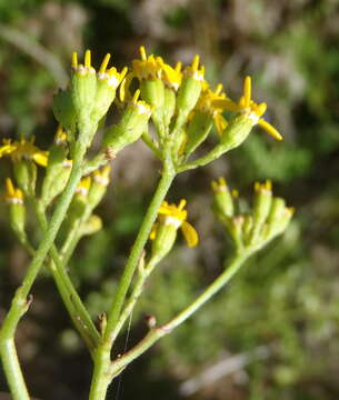 Image of Cineraria lobata L'Hér.