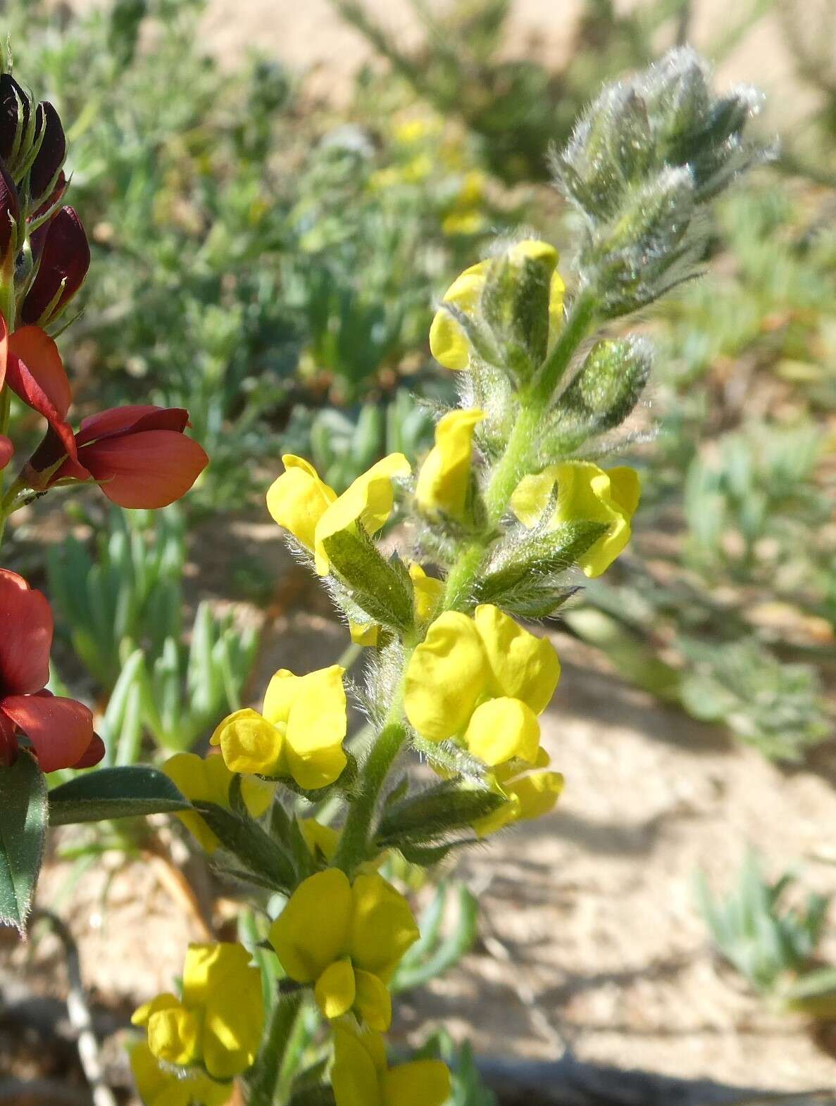 Image of Melolobium aethiopicum (L.) Druce