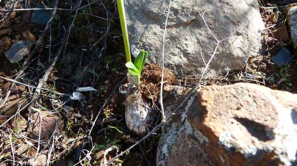 Image of Nerine humilis (Jacq.) Herb.