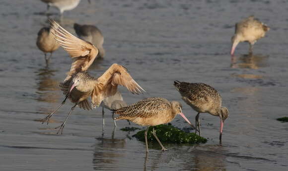 Image of Marbled Godwit